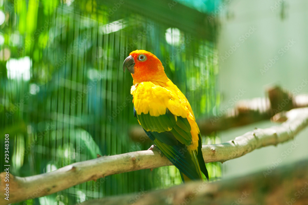 Obraz premium Colourful parrot bird sitting on the perch