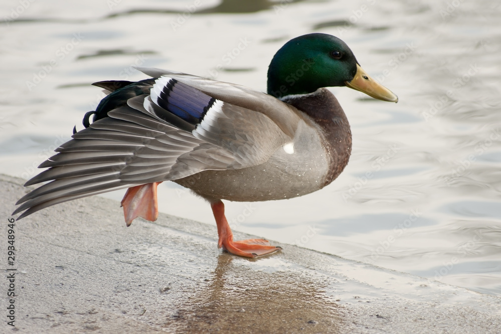 Obraz premium männliche Ente