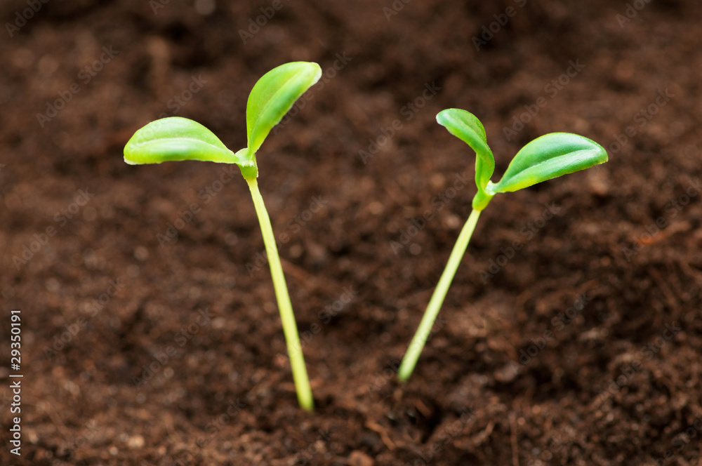 Green seedling illustrating concept of new life Green seedling illustrating concept of new life