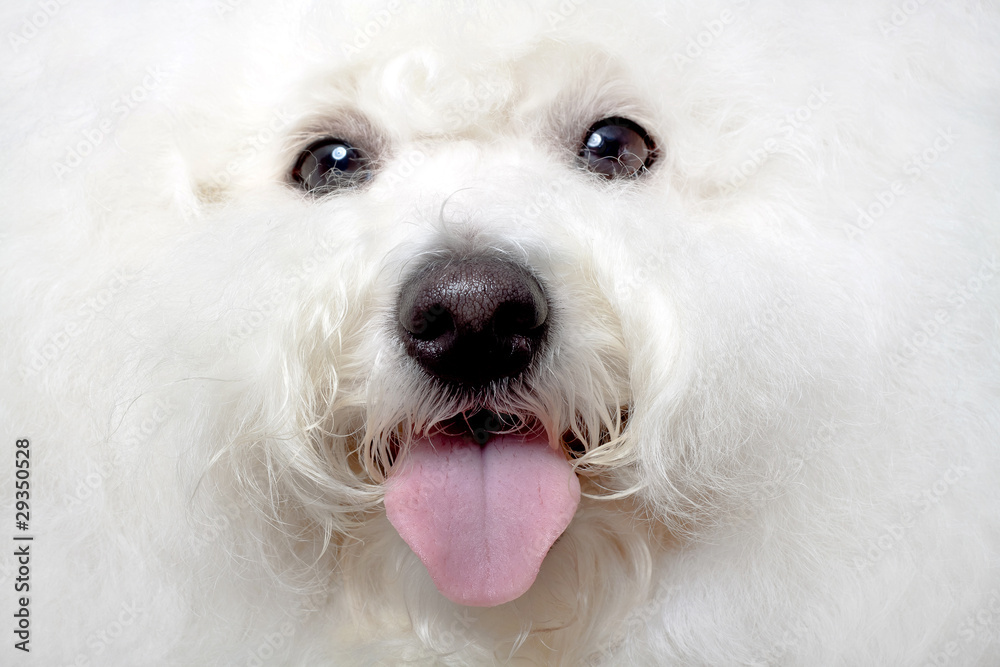 bichon with tongue exposed