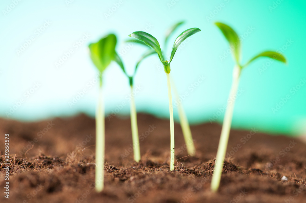 Green seedling illustrating concept of new life Green seedling illustrating concept of new life