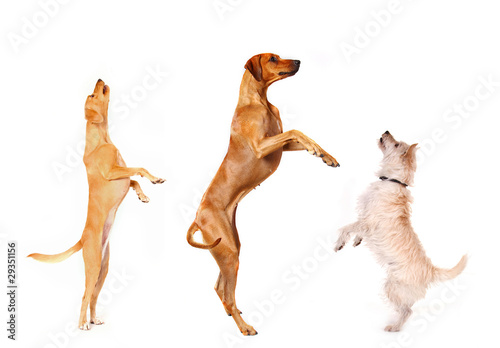 Springende Hunde