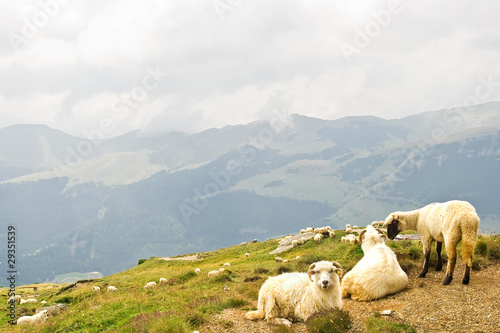 sheeps laying down on a platform in the mountains. Rural landscape