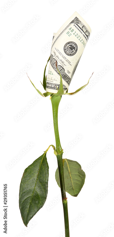 Obraz premium Flower of the American dollar