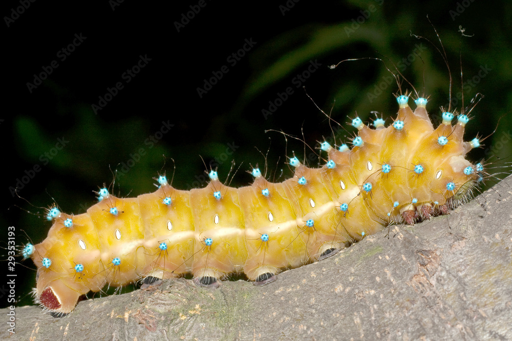 Naklejka premium great peacock moth caterpillar / Saturnia pyri