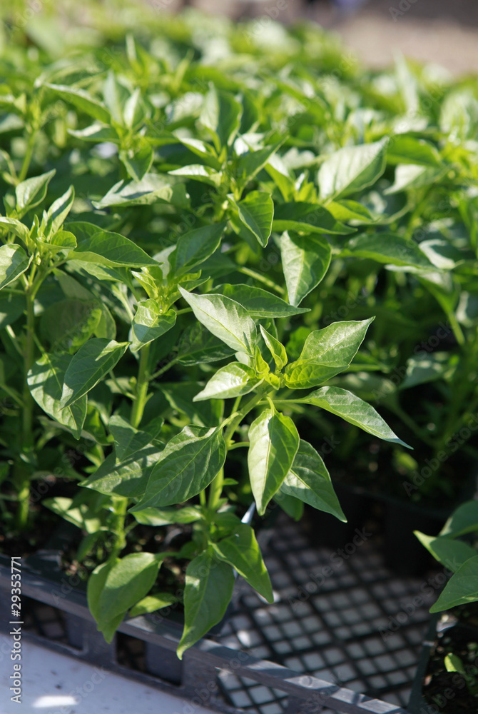 pepper seedlings pepper seedlings