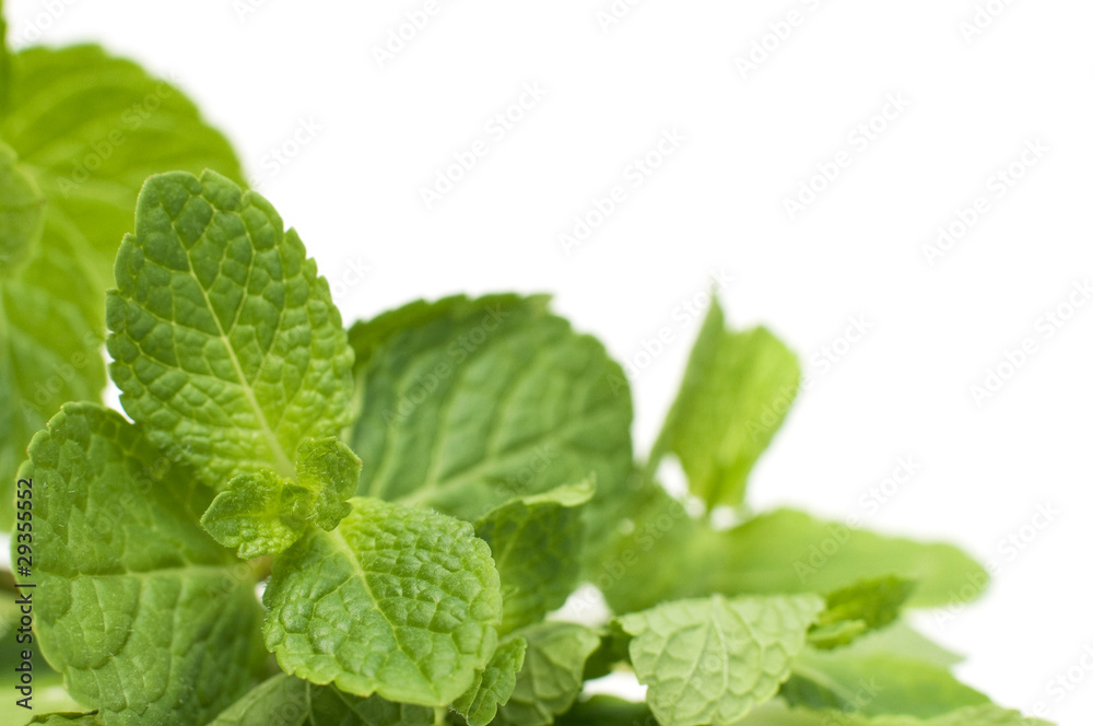 green mint green mint