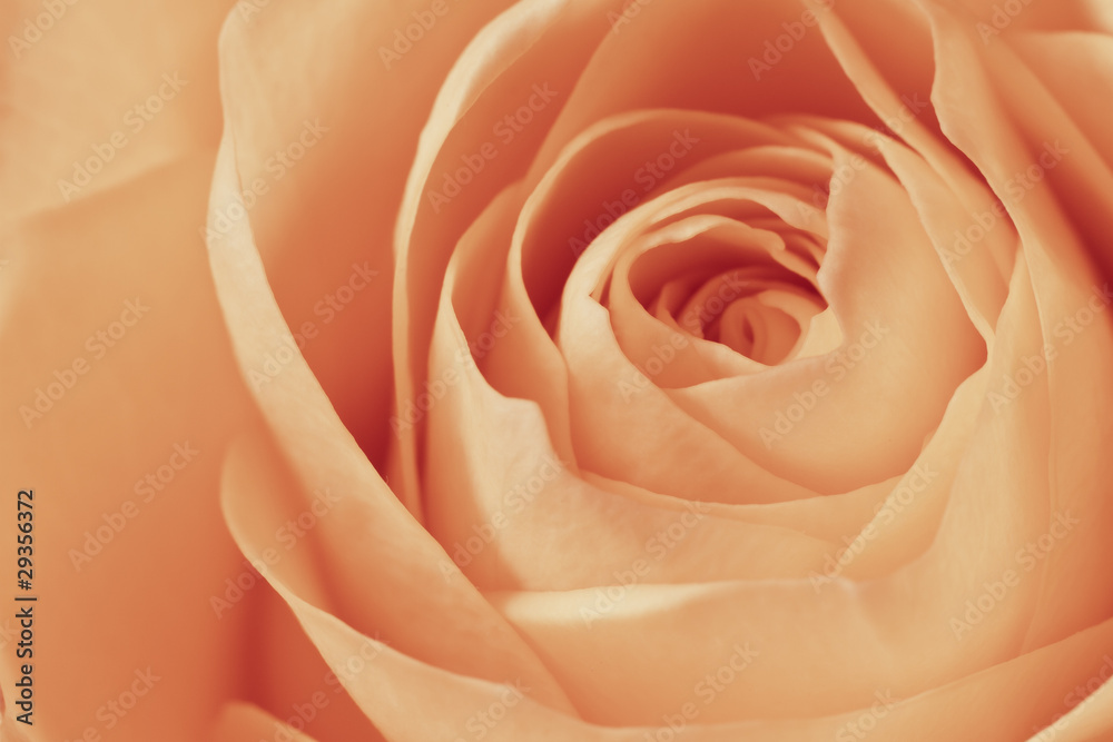 orange rose macro