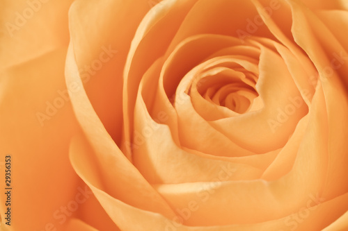 orange rose macro