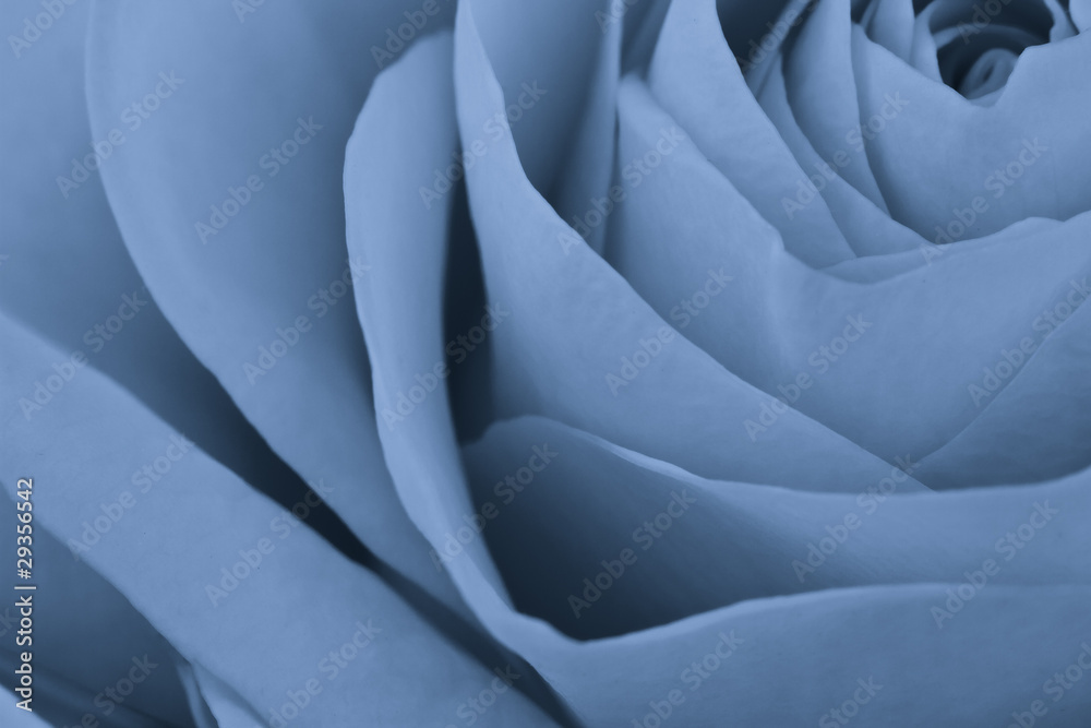 Fototapeta premium blue rose macro