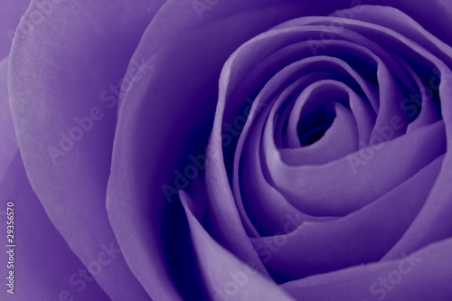 violet rose macro