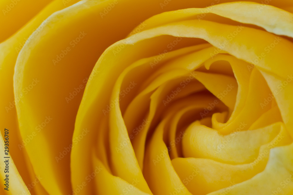 Obraz premium yellow rose macro