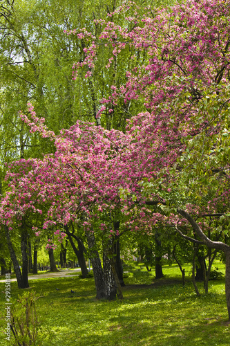 Pink cherry trees in park