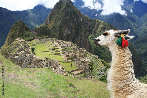 Llama at  Lost City of Machu Picchu - Peru