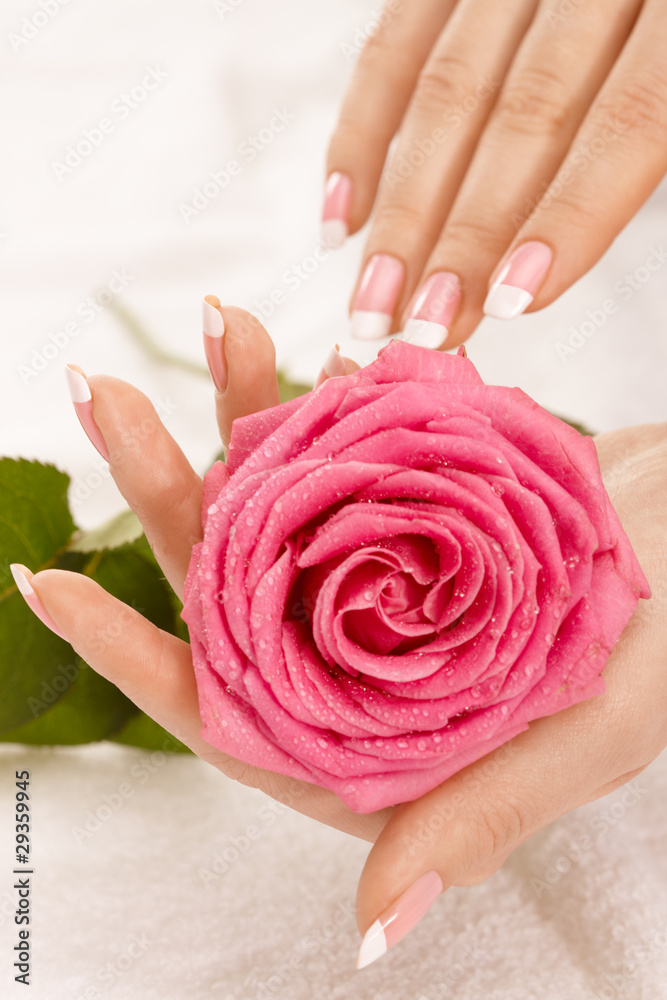 Hands with a rose Hands with a rose