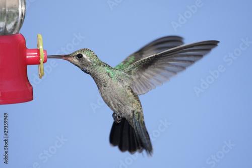 Broad-billed Hummingbird (Cynanthus latirostris) photo