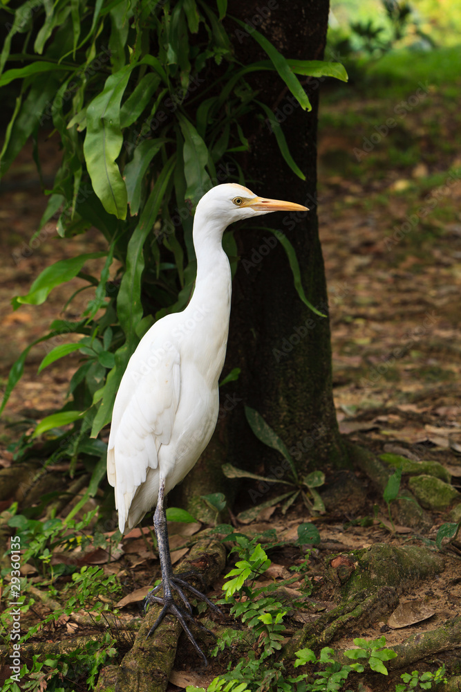 White cattle egret bird on the ground White cattle egret bird on the ground