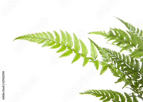 delicate light green fern leaves;