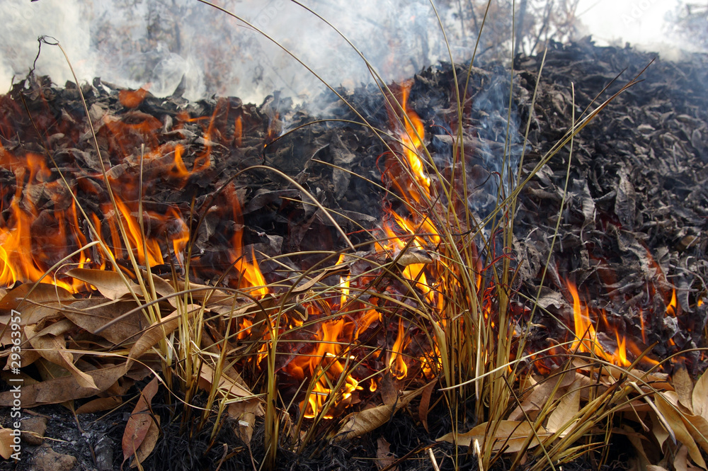 Feu de feuilles. Feu de feuilles.