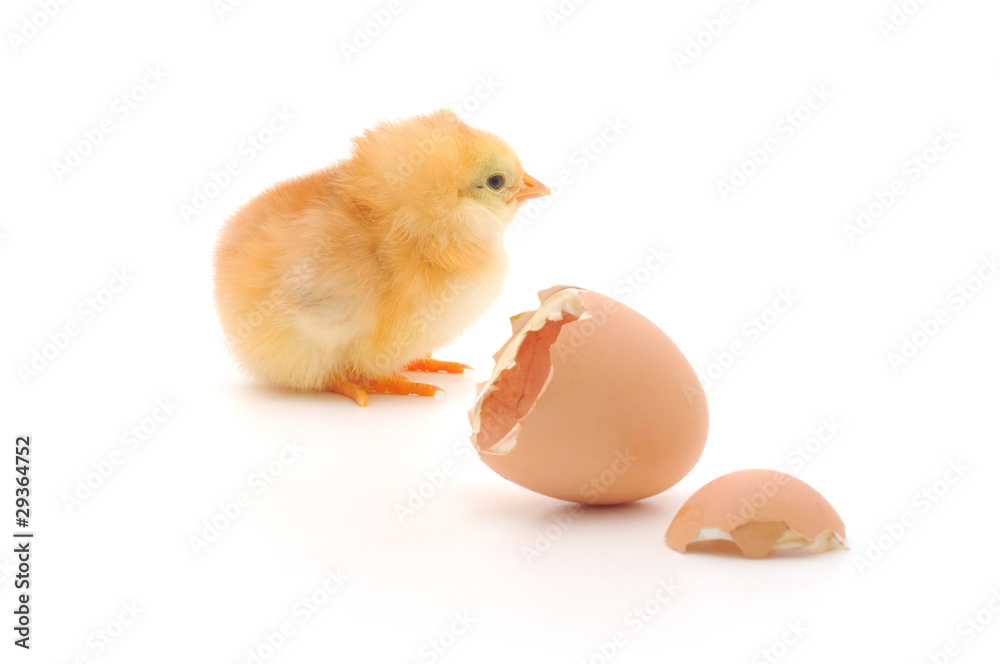 Chicken and an egg shell
