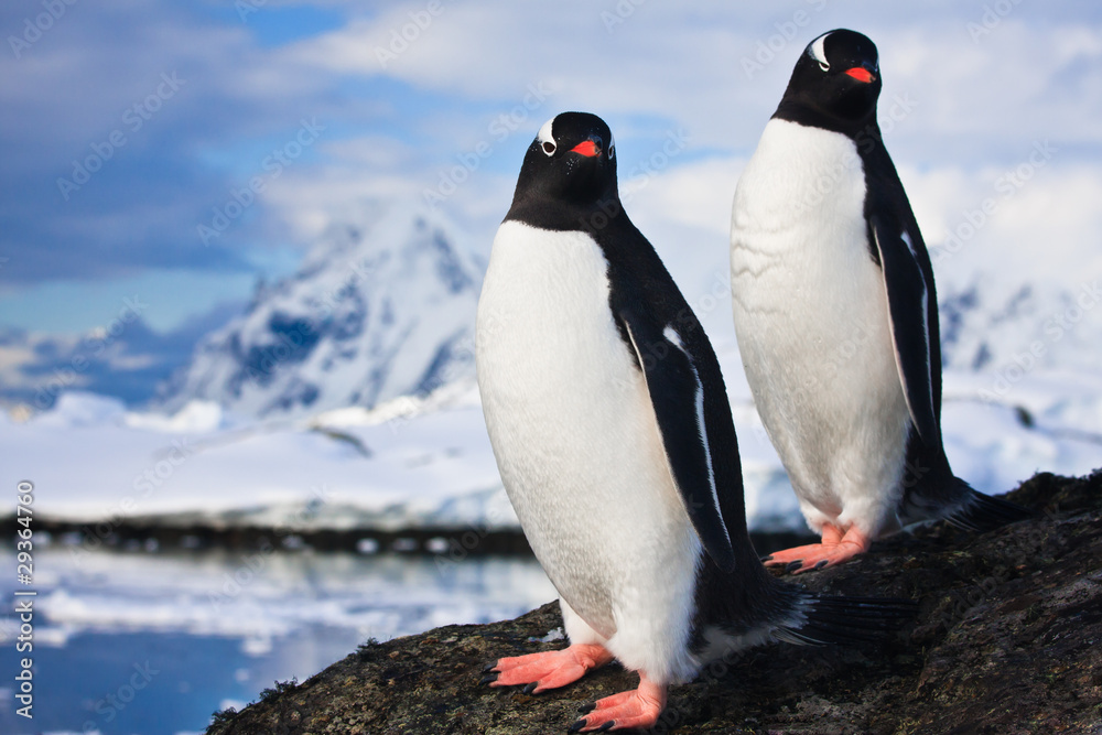 Fototapeta premium penguins dreaming on a rock