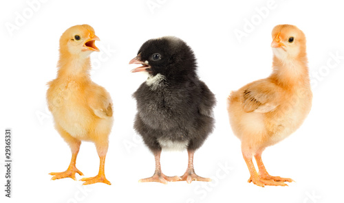 Three little chickens of different colors