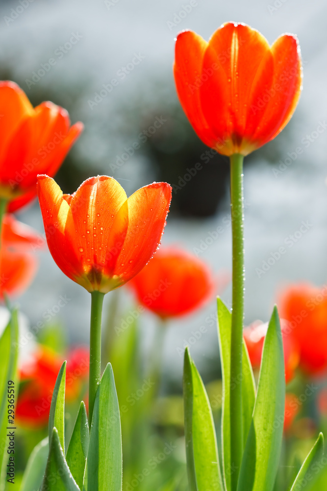 Obraz premium Colorful tulips in open garden