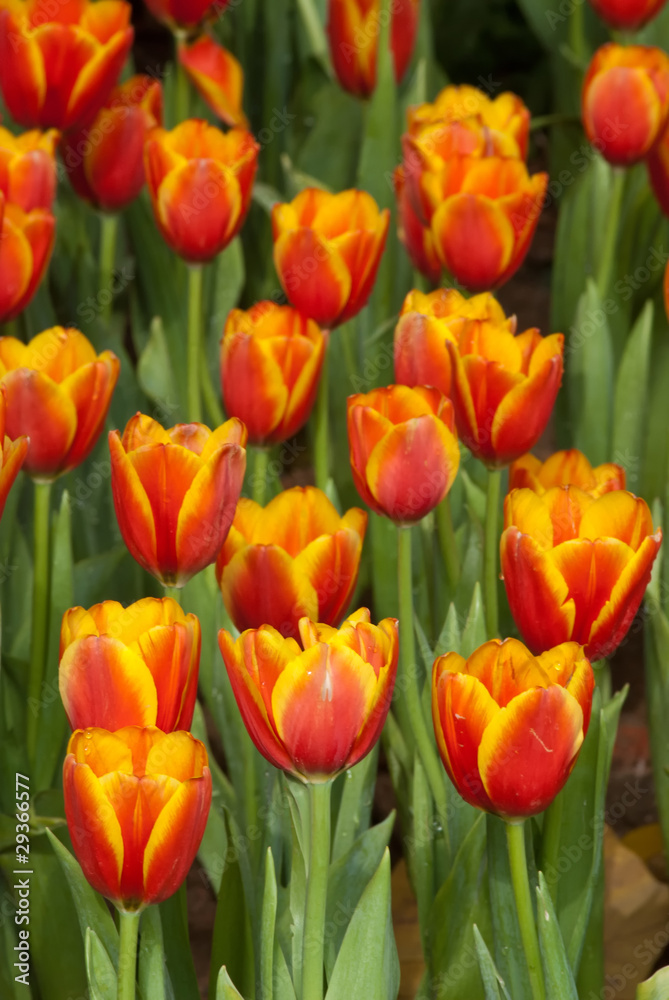 tulip garden