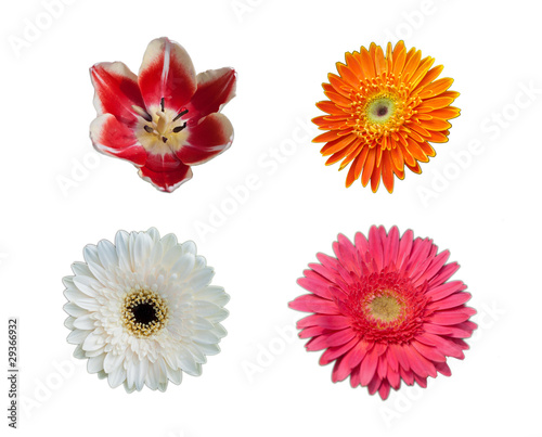 Fototapeta Naklejka Na Ścianę i Meble -  four flower isolate