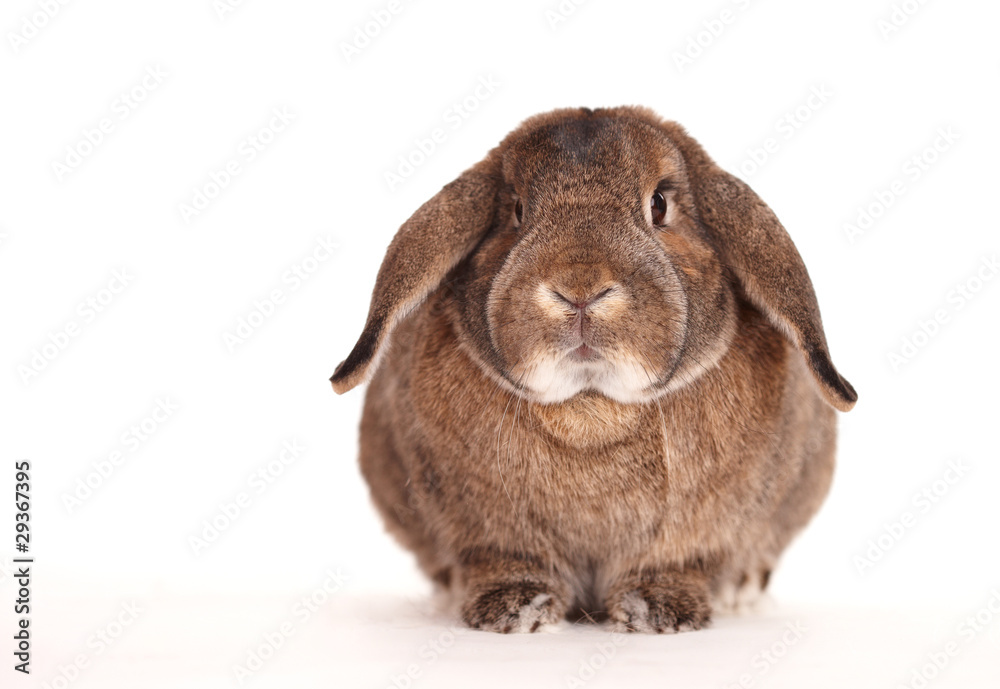 Osterhase Osterhase