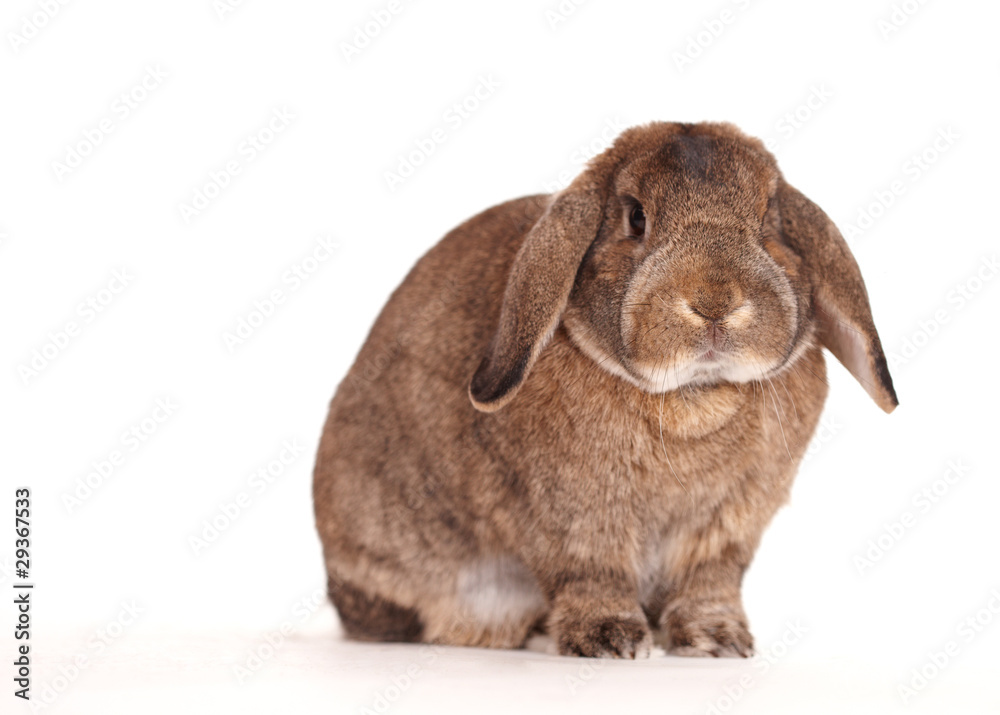 Osterhase Osterhase