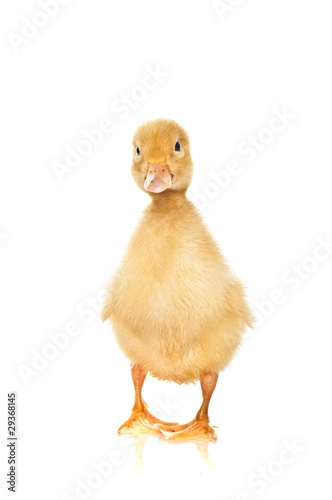 yellow duck on a white background .