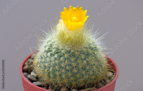 Blooming cactus photo