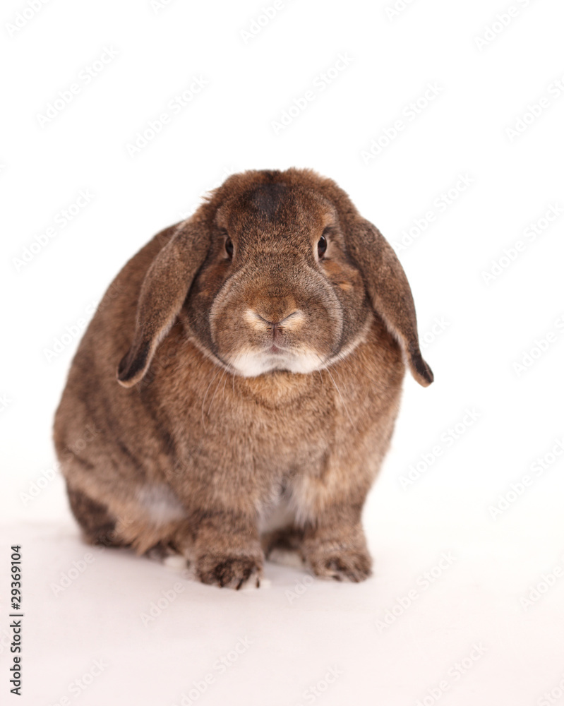 Osterhase Osterhase