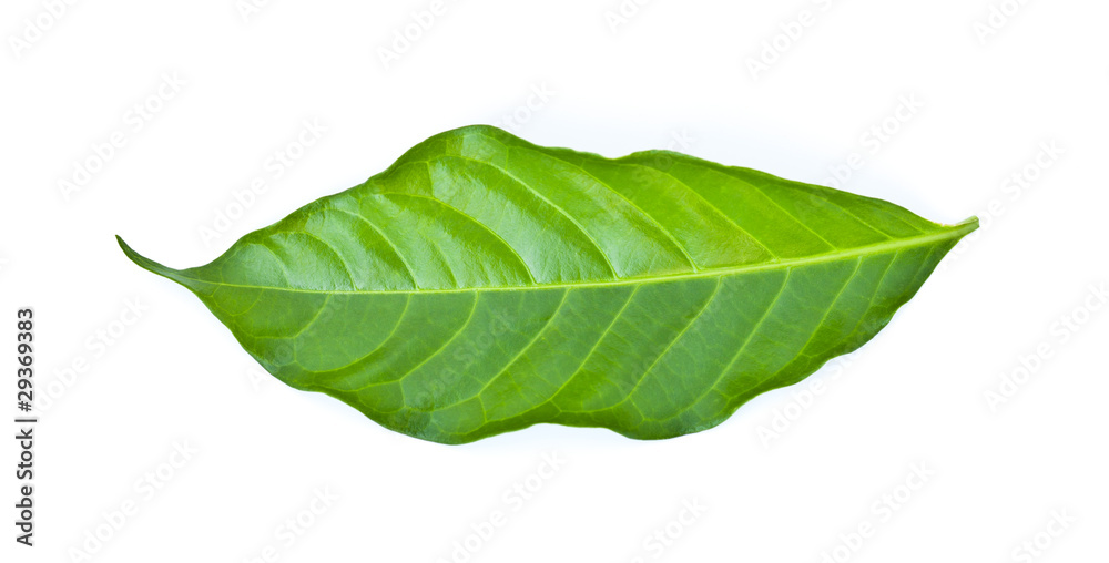 Obraz premium green leaf isolated on a white