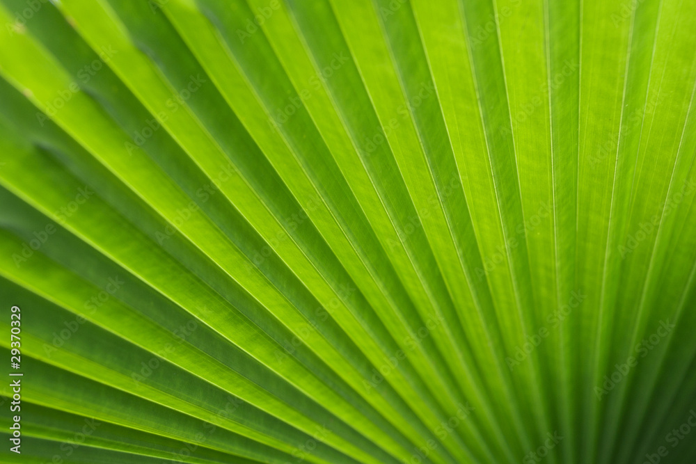 Green palm tree leaf as a background Green palm tree leaf as a background