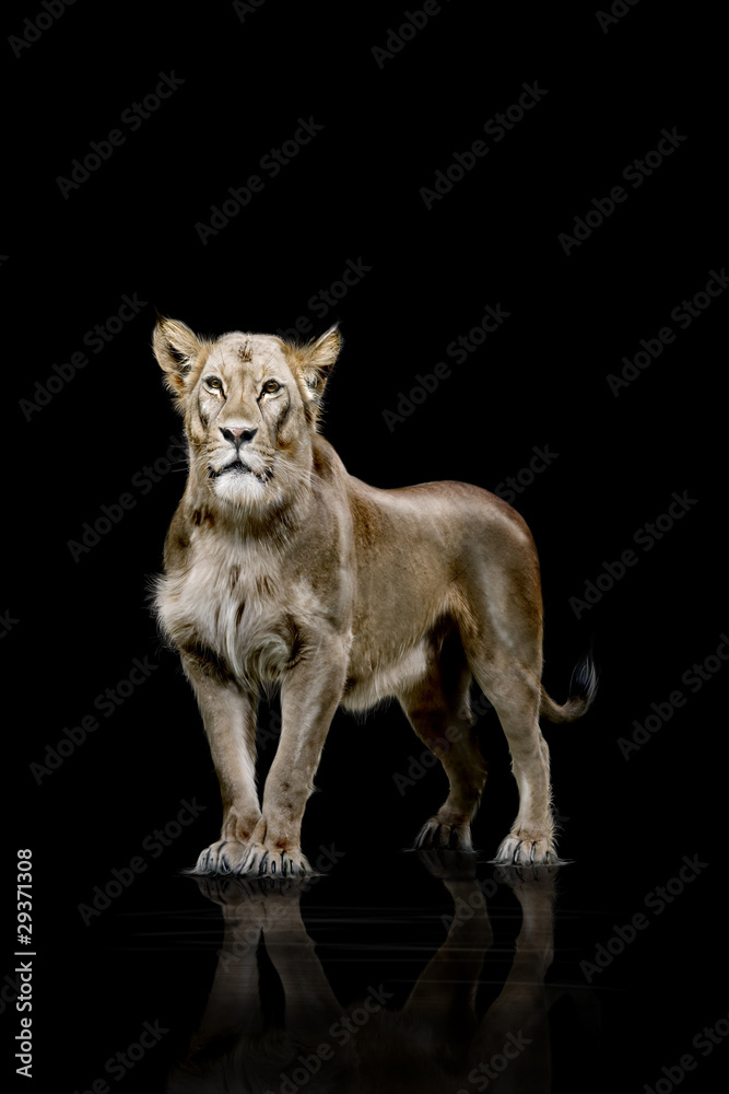 Obraz premium Löwin