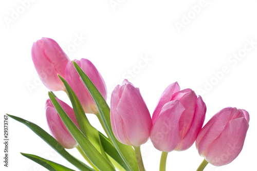 pink tulips