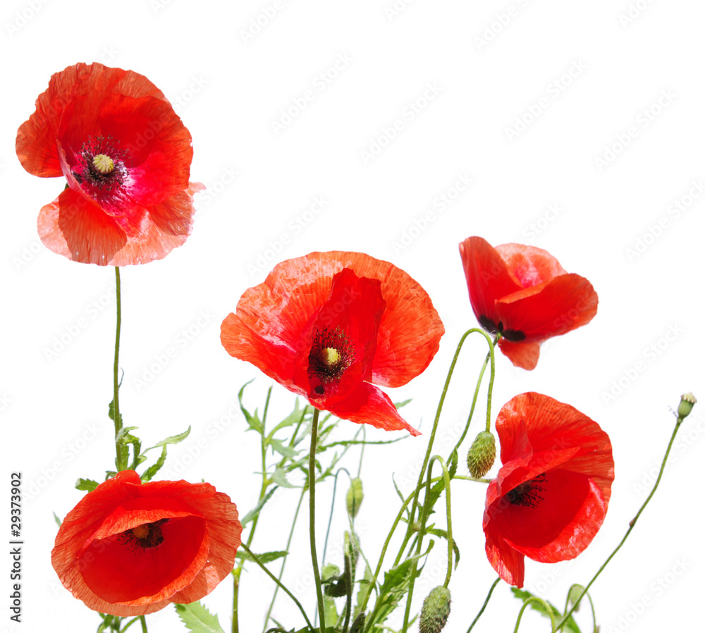 Obraz premium piękne czerwone maki
