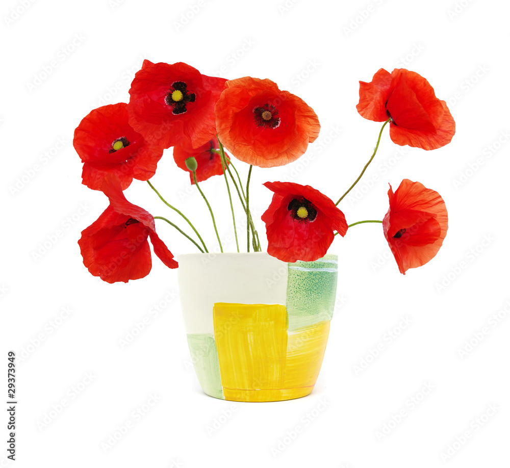 Obraz premium red poppies