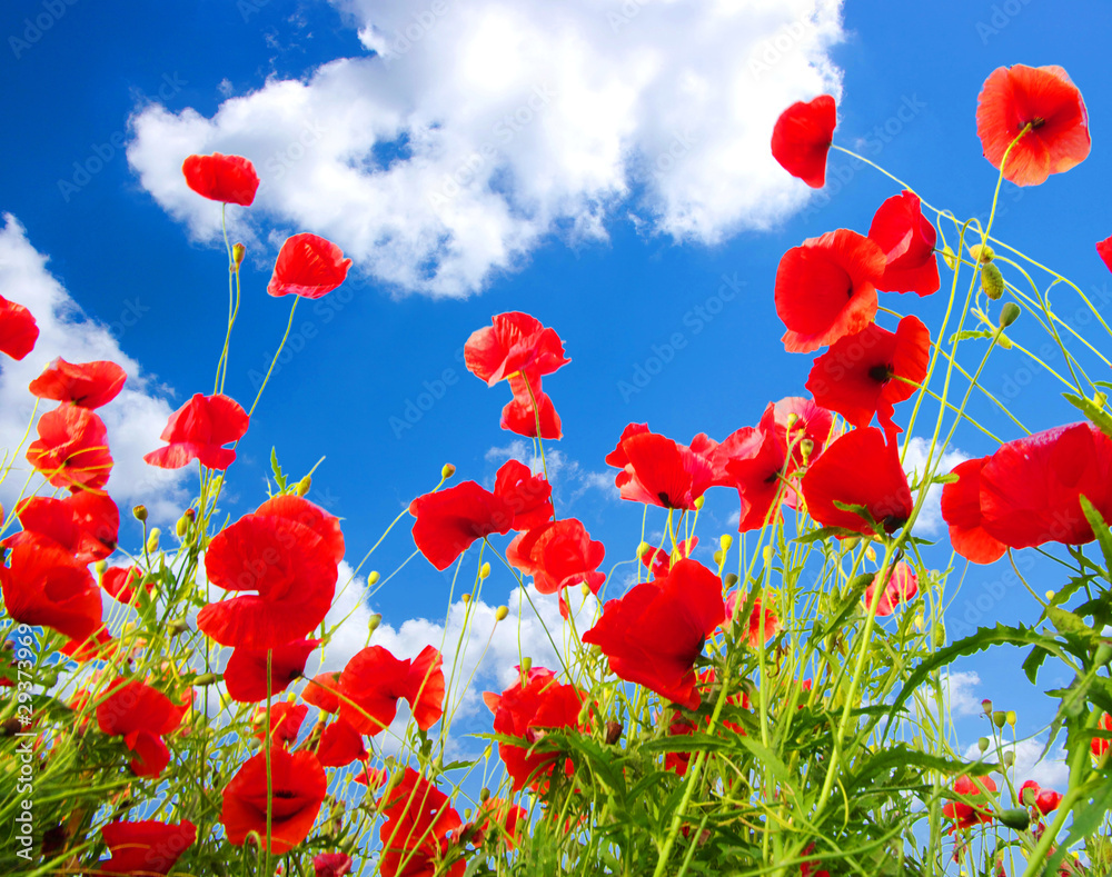 Obraz premium red poppies