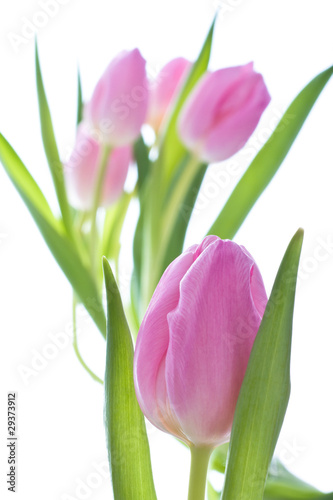 pink tulips © kubais