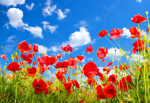 red poppies