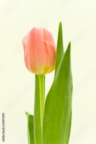 orange tulips