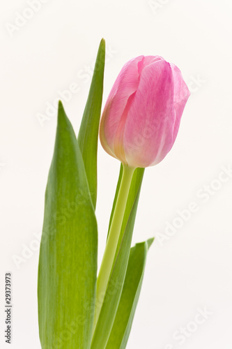 pink tulips