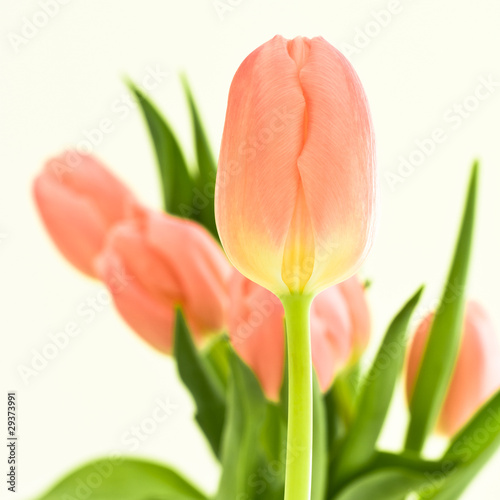 orange tulips