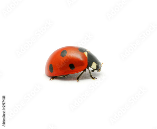Ladybug on the white © Alekss