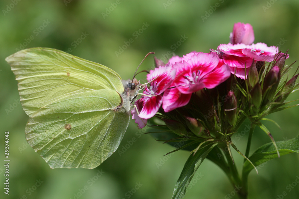 Papillon