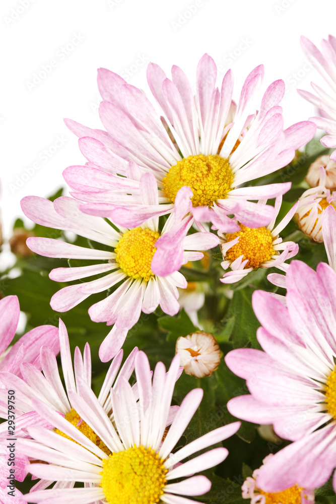 Chrysanthemum Flowers Chrysanthemum Flowers