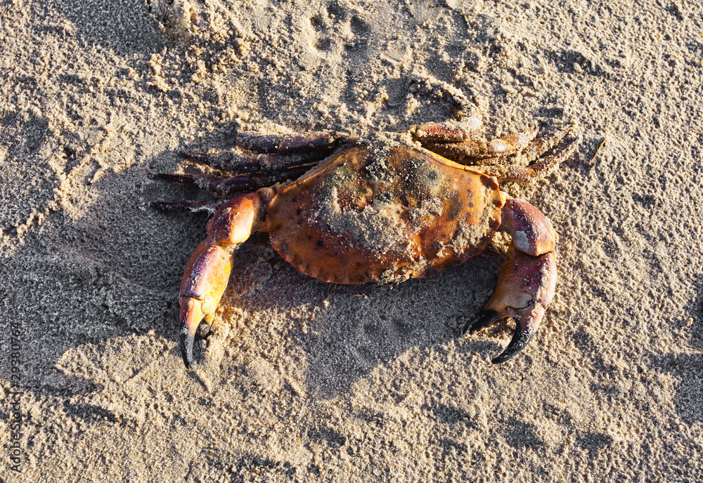 Crab climbing on sand